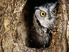 Screech Owl, Southern Texas